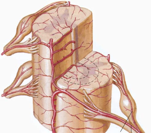 Fig.5: Arterie spinali e midollari. La degenerazione discale altera il micro-circolo e l’equilibrio dei liquidi presenti intorno alle strutture neurologiche.