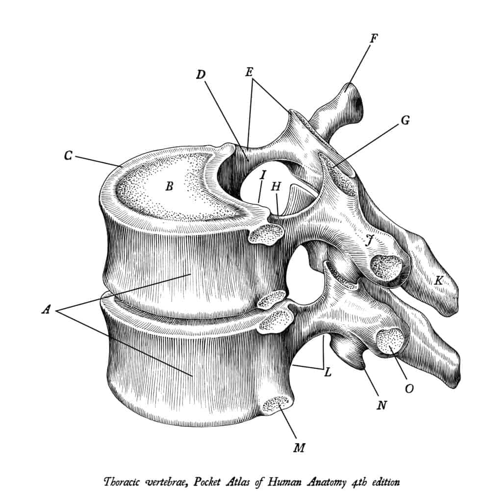 componenti articolari della colonna vertebrale
